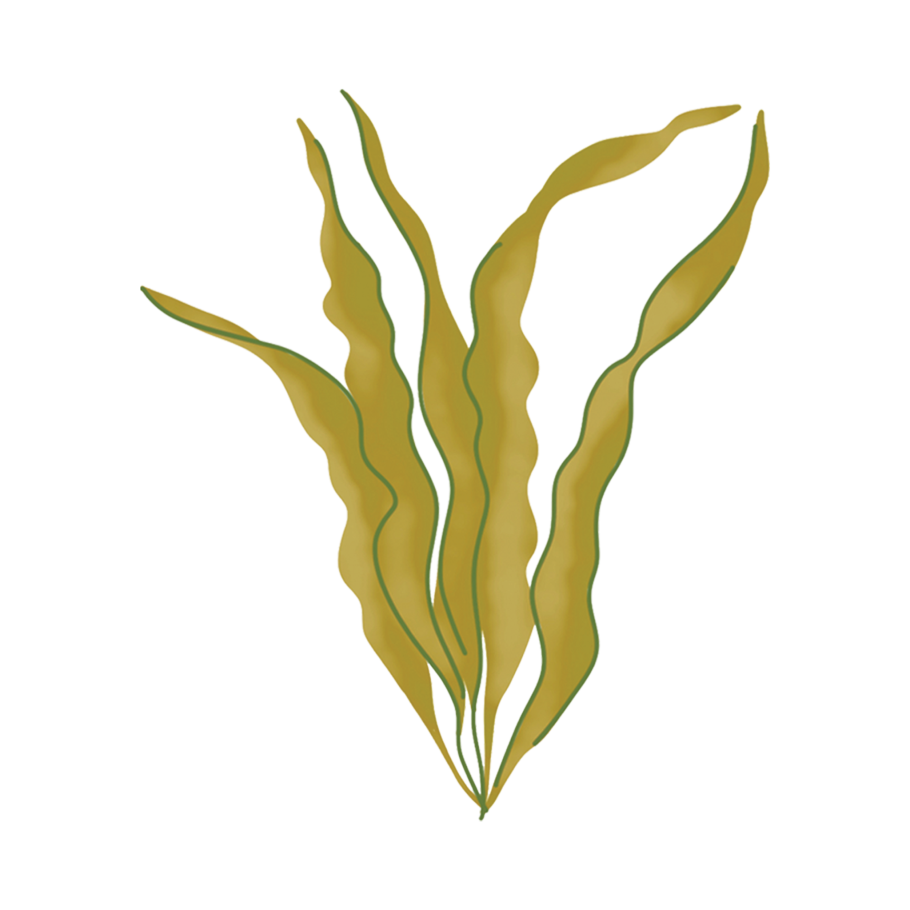 Водоросли ботаника