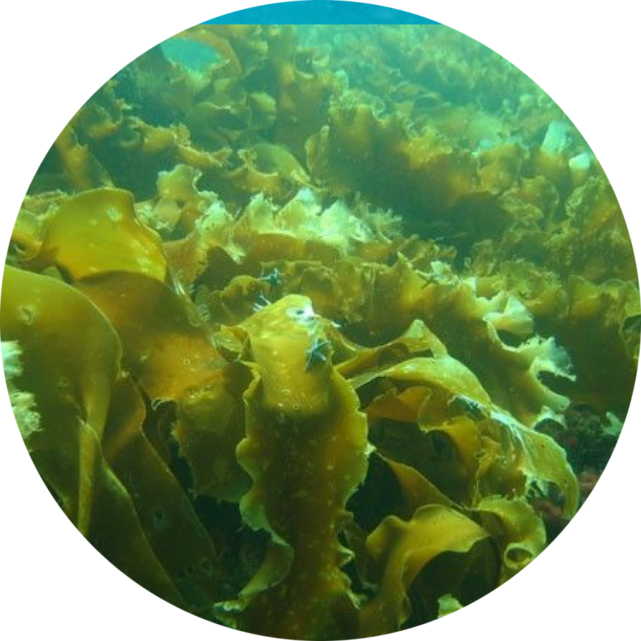 Бурые водоросли