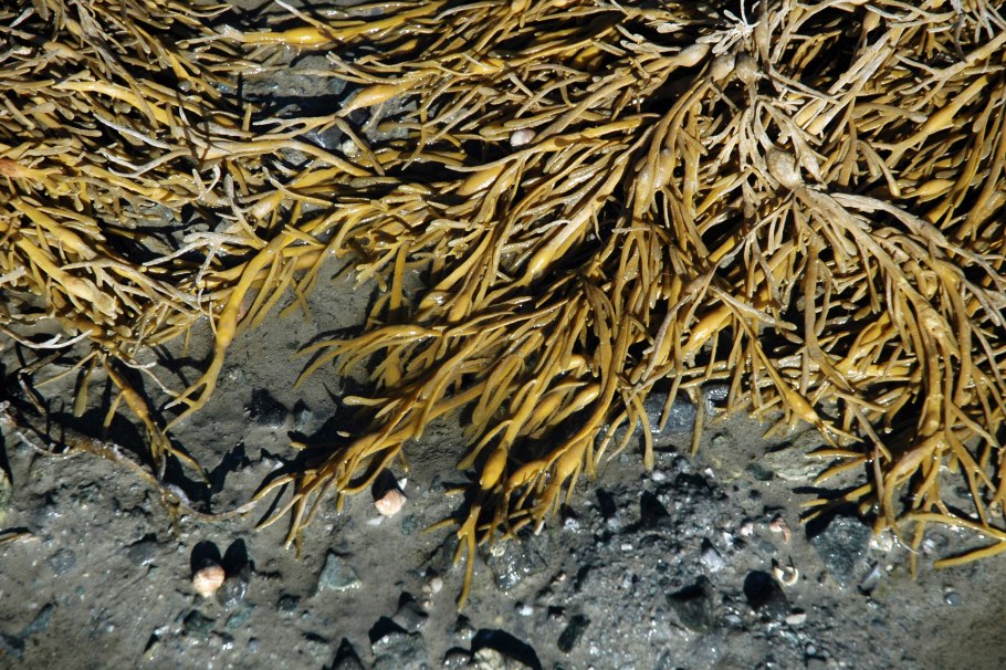 Саргассум одноклеточные или многоклеточные водоросли