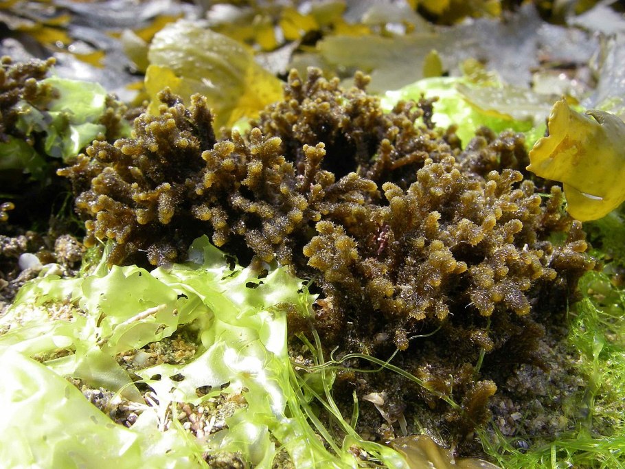 Фукус везикулозус Баренцева моря