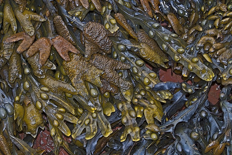 Саргассум водоросль