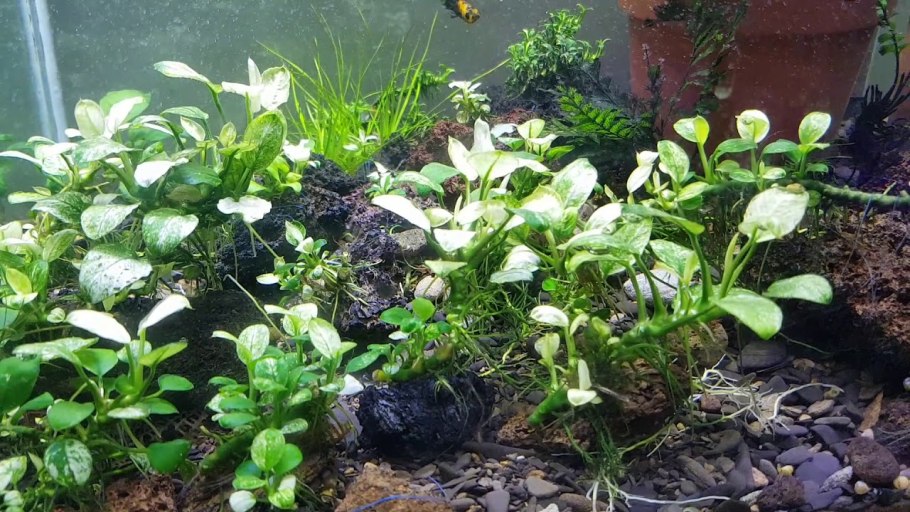 Anubias coffeefolia Камерун