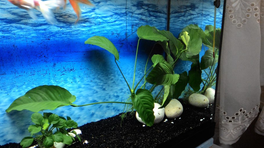 Cryptocoryne CF. Uenoi