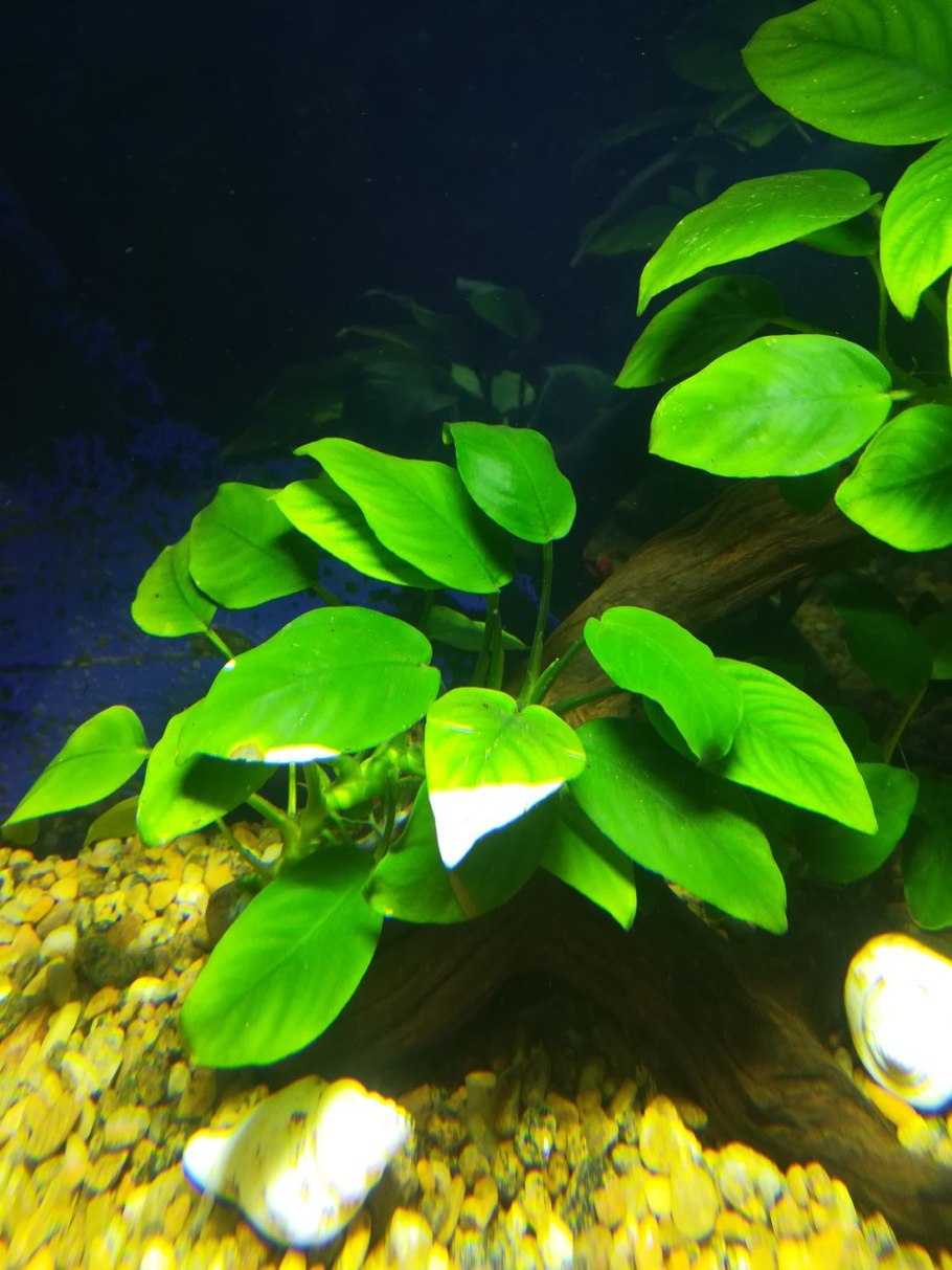 Анубиас Anubias gilletii