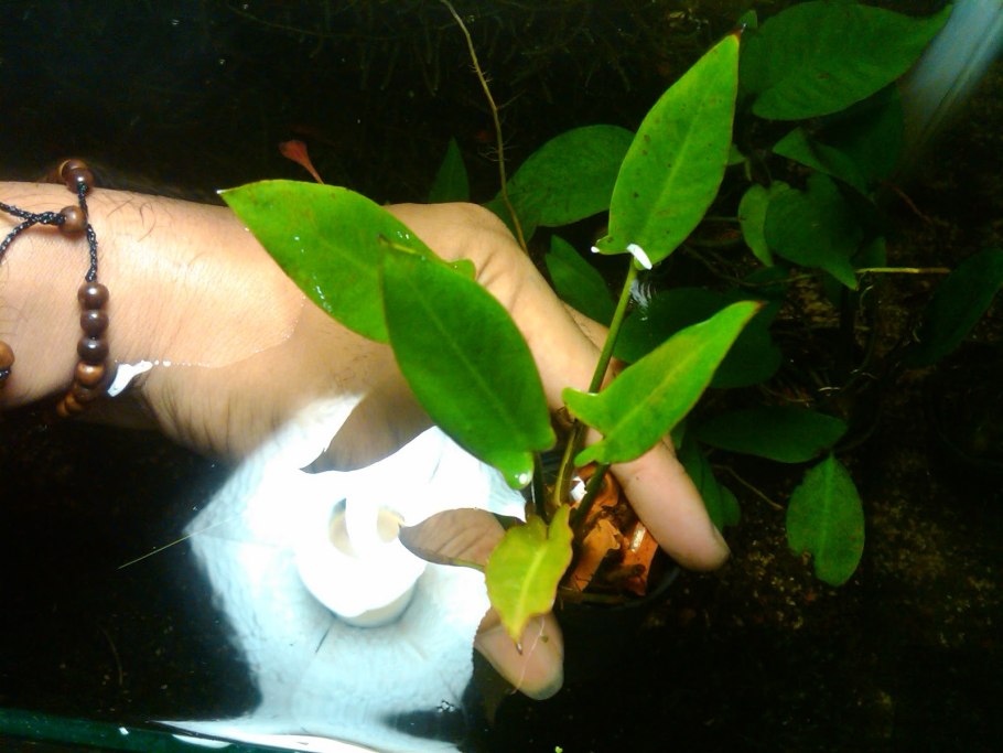 Анубиас Пинто