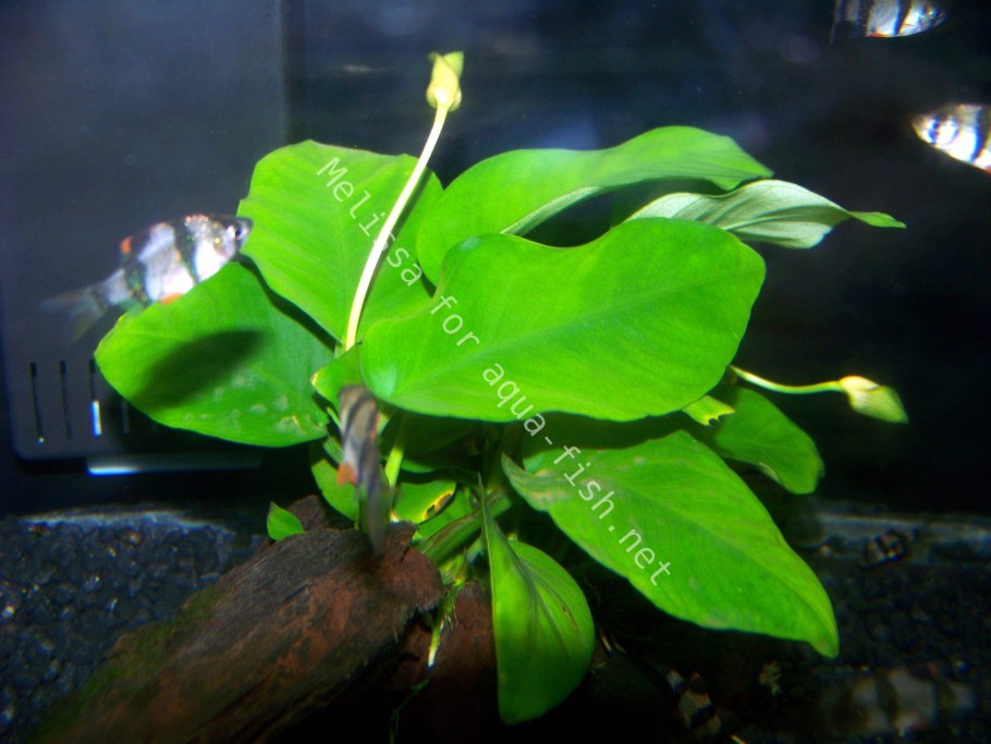 Диатомовые водоросли в аквариуме