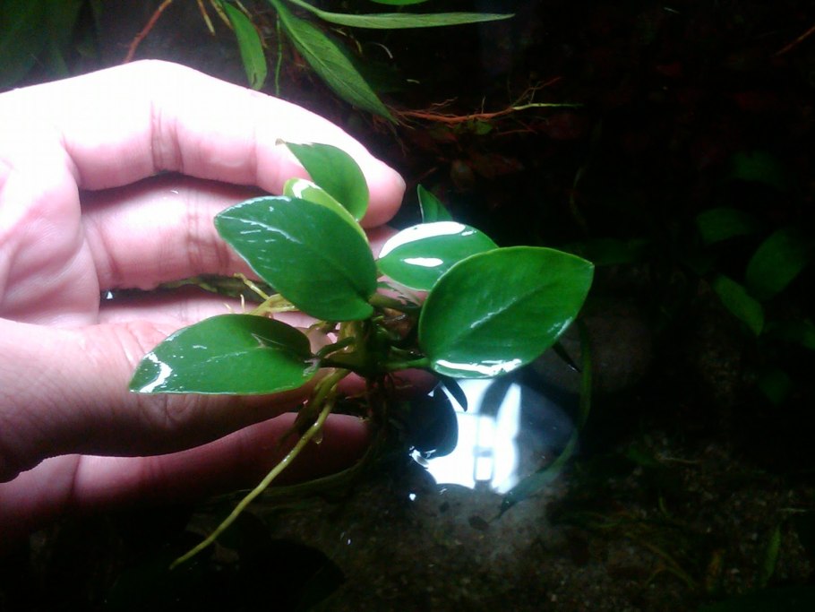 Анубиас Нана Anubias Nana long Wavy