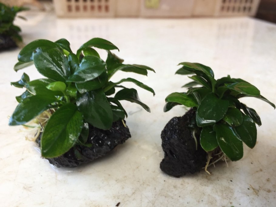 Анубиас брод Лив