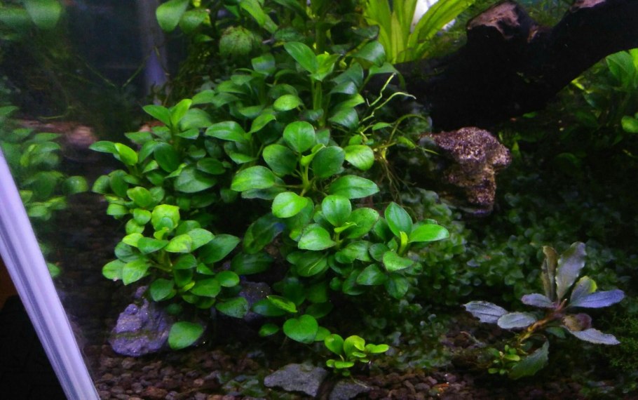 Анубиас Камерун Вариегата