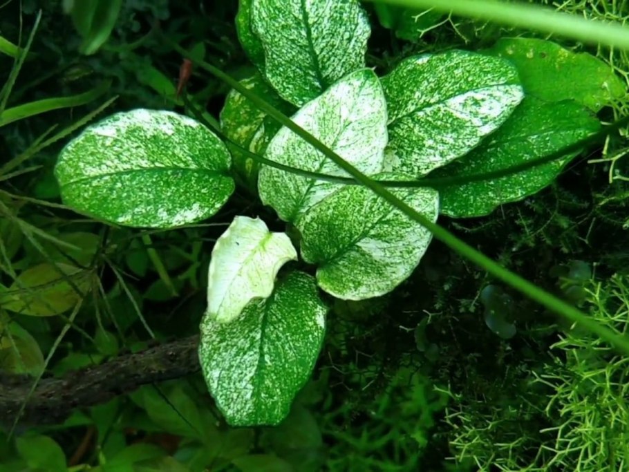Анубиас размножение листом