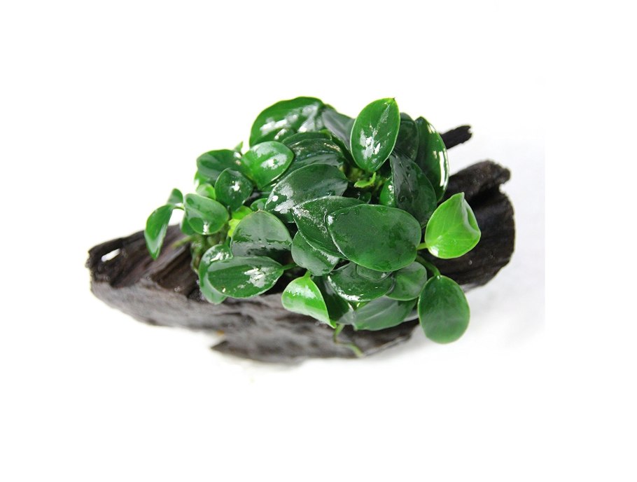 Анубиас Хастифолия