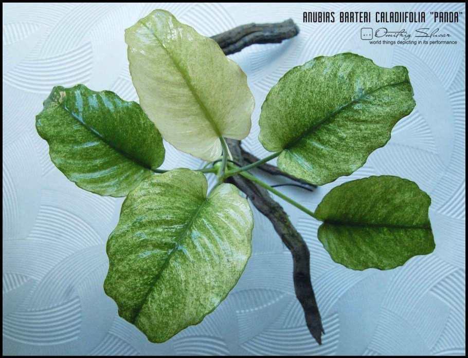 Анубиас в дикой природе