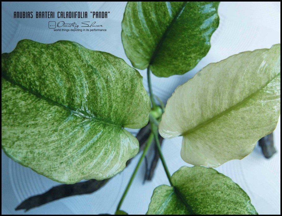 Анубиас Сильвер