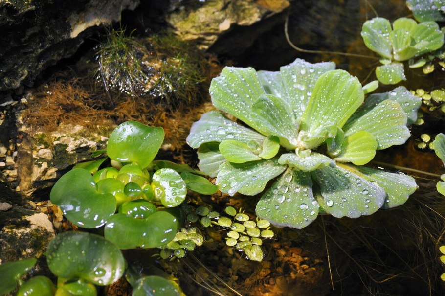 Пистия аквариумное растение