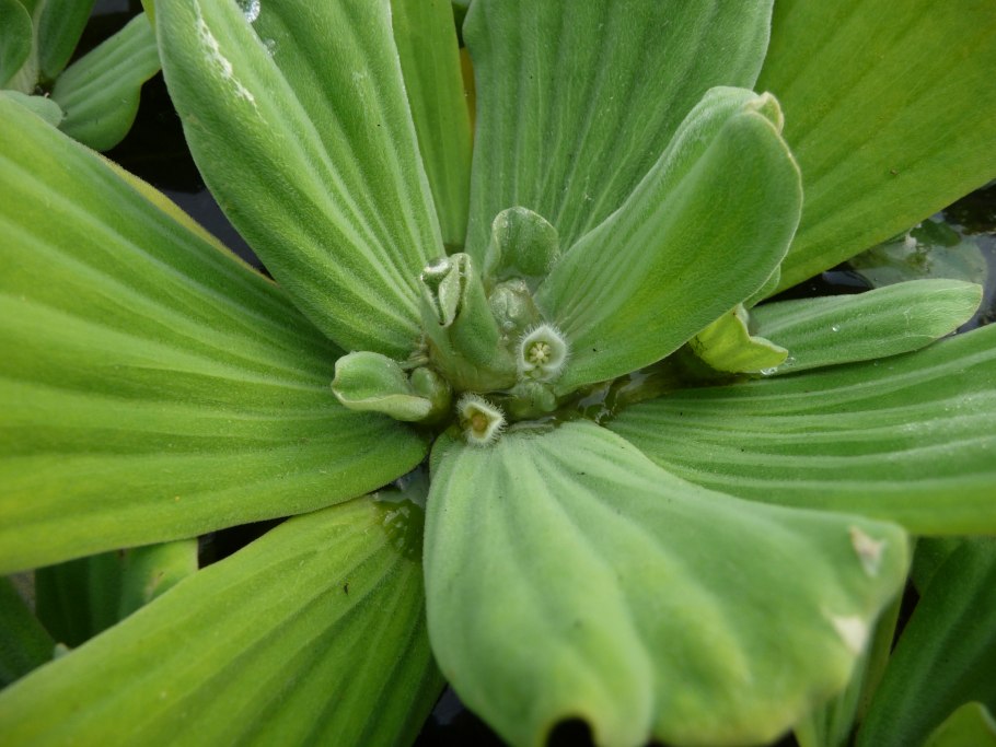 Пистия телорезовидная