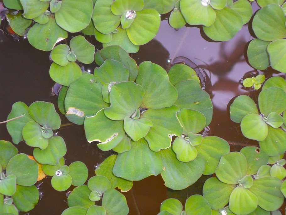 Pistia Stratiotes l.