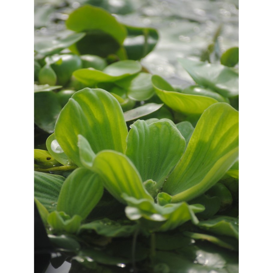 Лимнобиум побегоносный