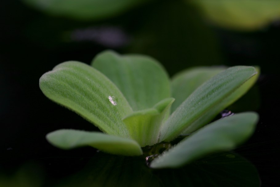 Пистия телорезовидная Pistia Stratiotes