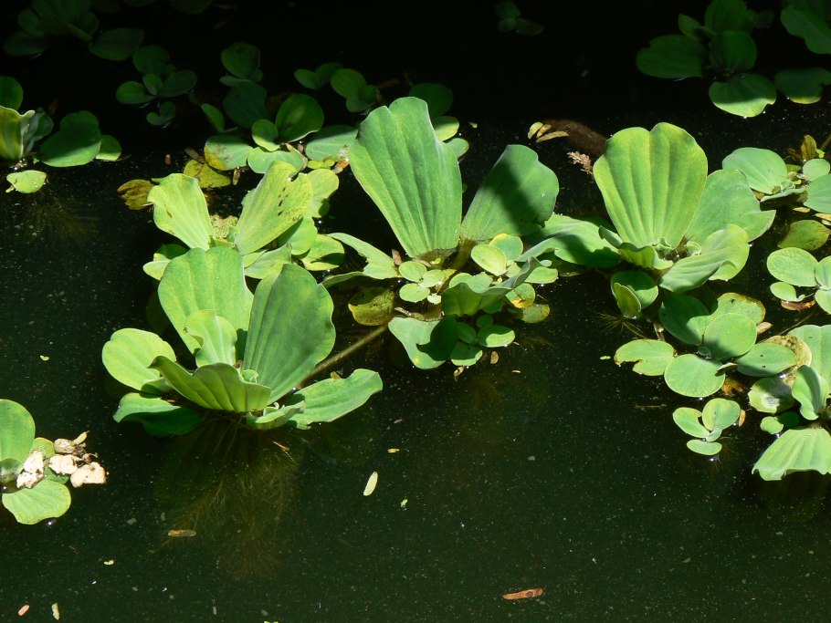 Пистия растение в горшке
