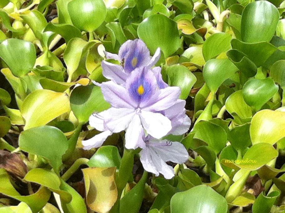 Пистия растение