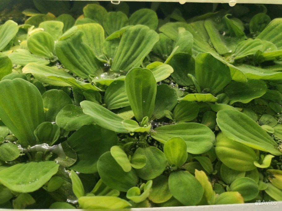 Пистия телорезовидная Pistia Stratiotes