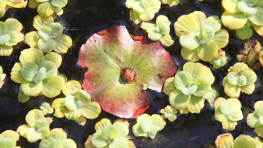 Плесень на пистии