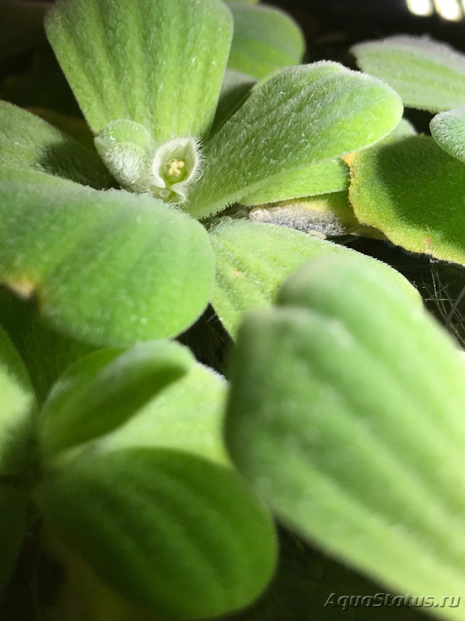 Верхоплавка пистия