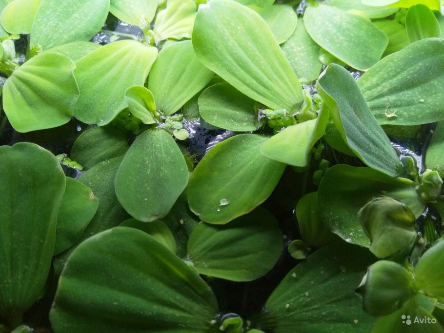 Пистия слоистая