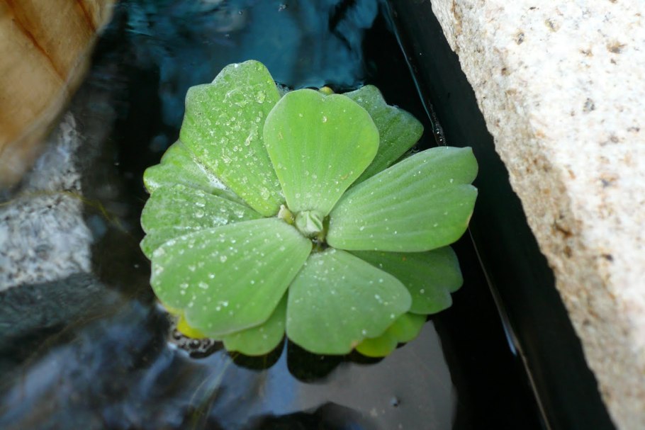 9. Пистия телорезовидная Pistia Stratiotes