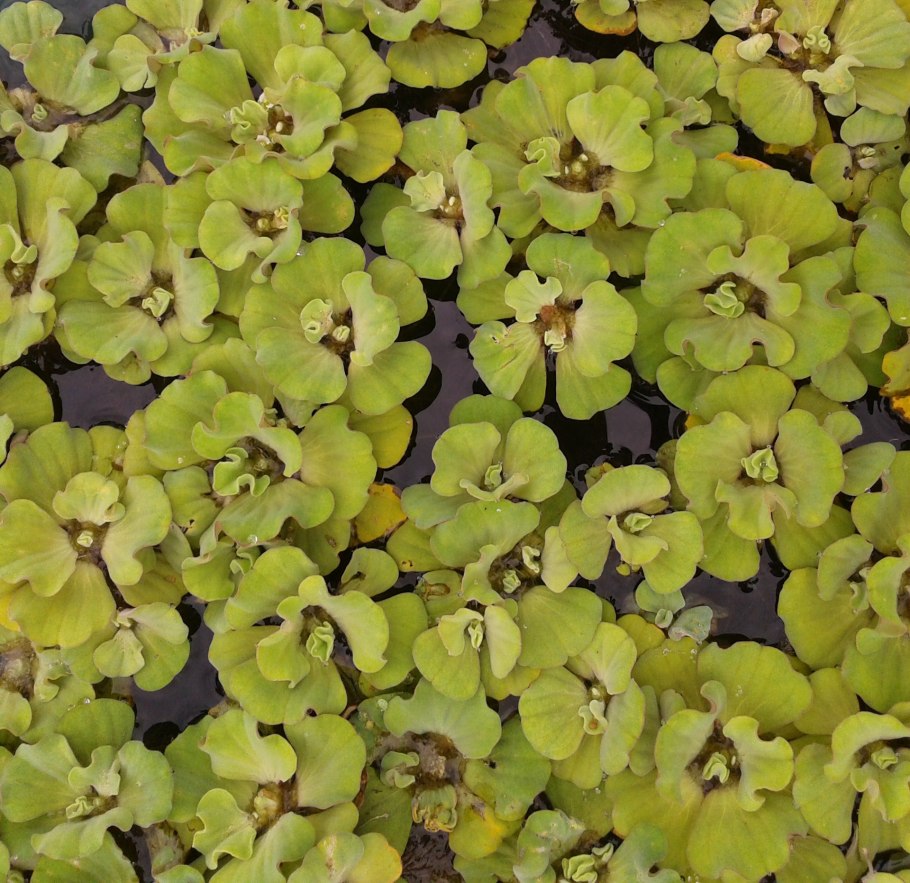 Пистия Aqua Velvet