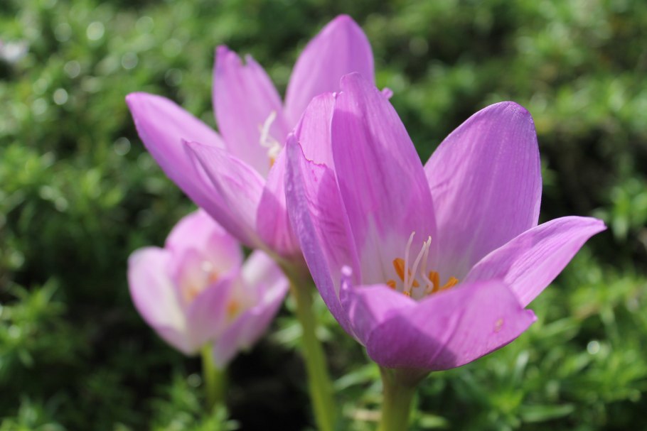 Безвременник разбор луковиц