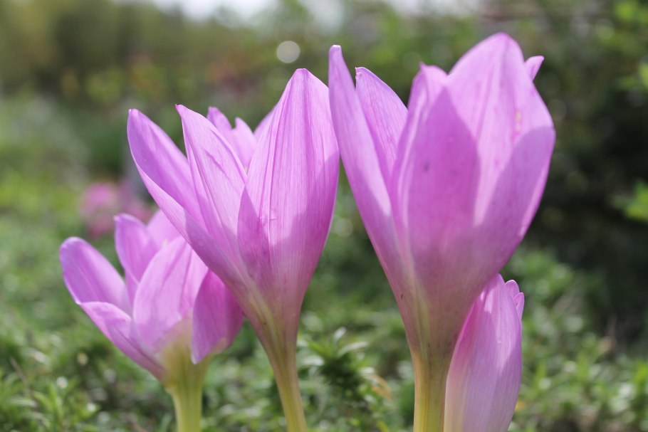 Безвременник великолепный - Colchicum speciosum Stev