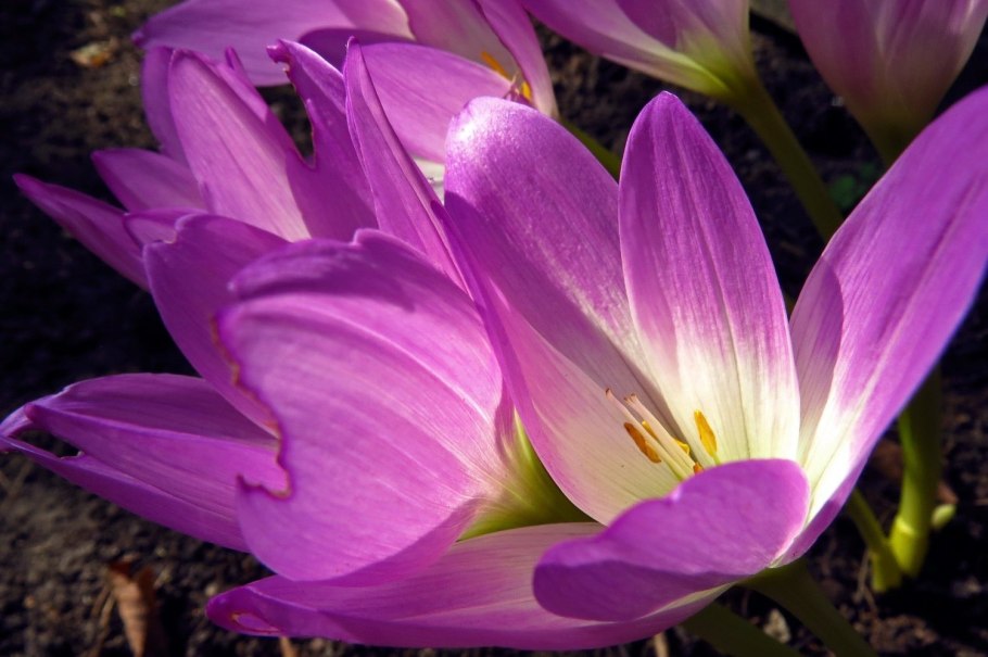 Жилкование листа монстеры