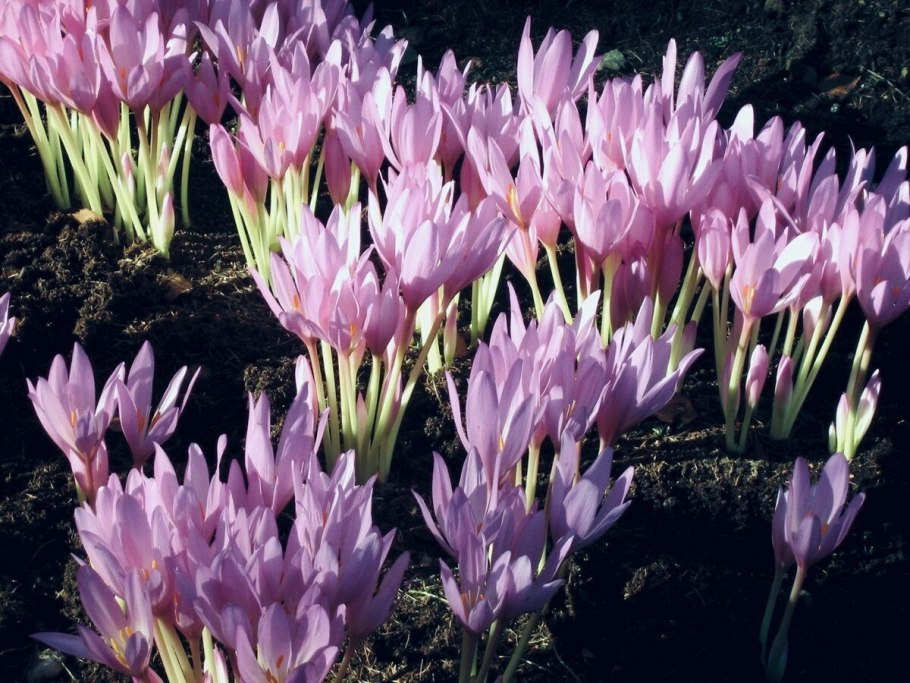 Жилкование листьев у хвойных