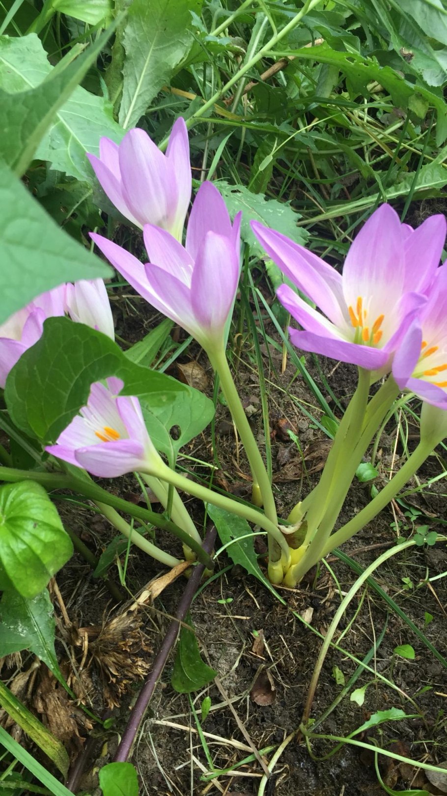 Безвременник великолепный схематический рисунок