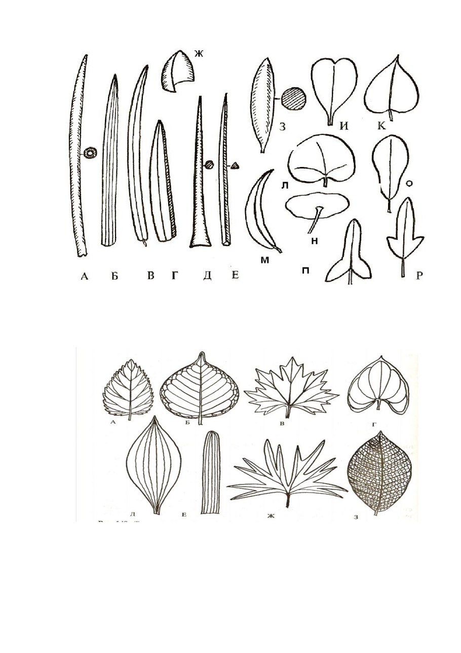 Безвременник эхинацея