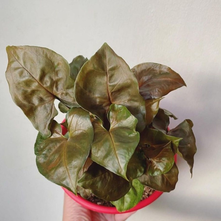 Сингониум Neon robusta