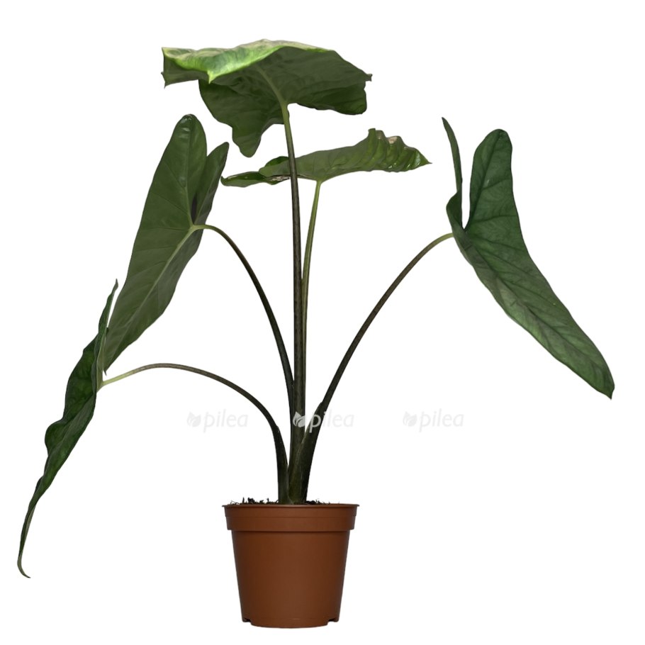 Алоказия heterophylla