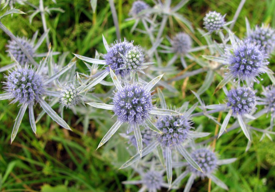 Синеголовник плосколистный Eryngium Planum