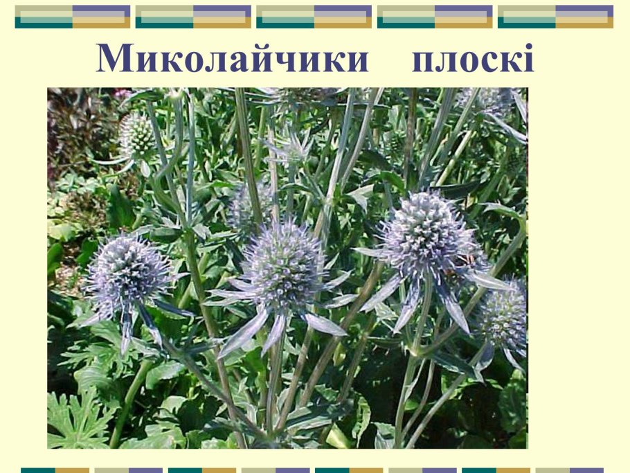 Эрингиум чертополох