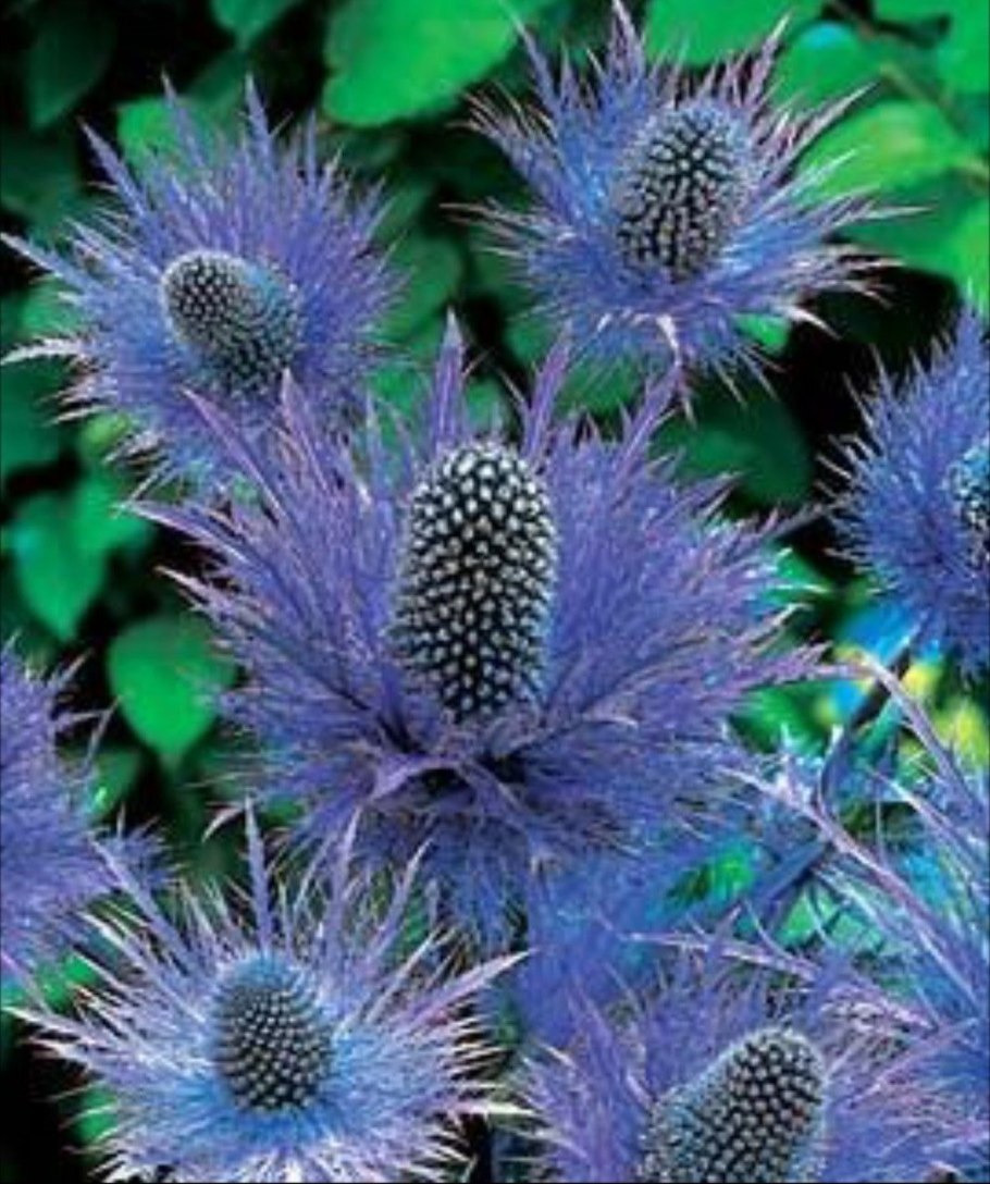 Синеголовник плосколистный