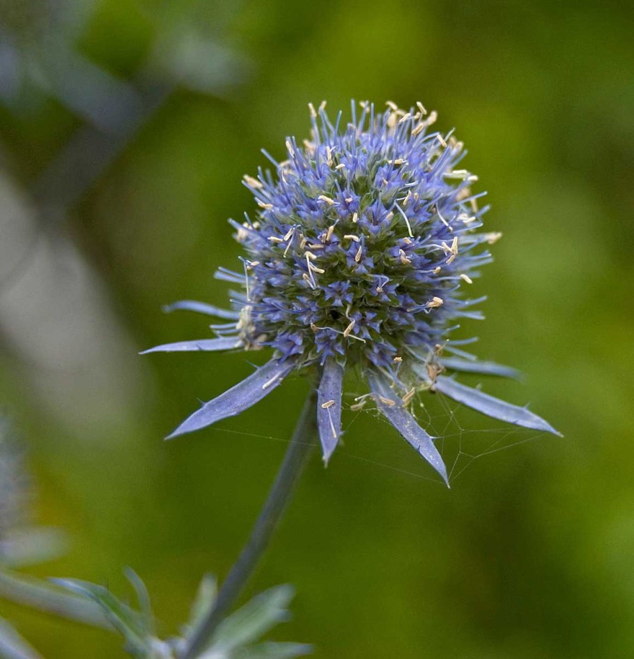 Синеголовник (Eryngium)