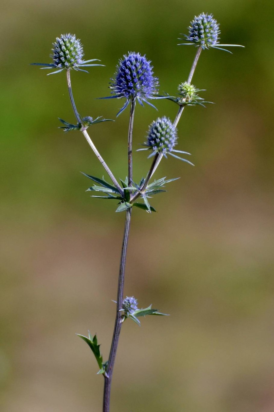 Синеголовник Альпийский Eryngium