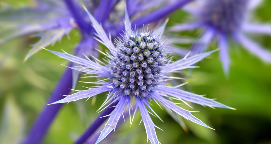 Eryngium leavenworthii