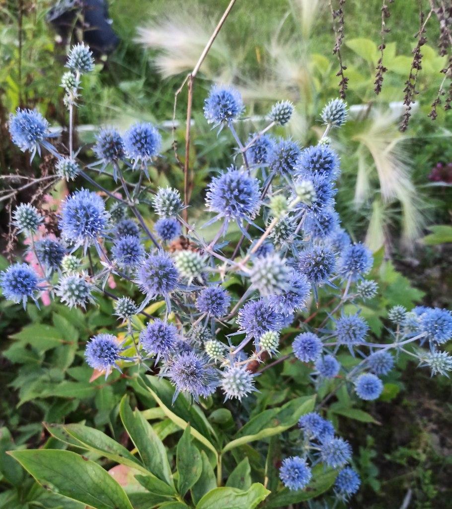 Синеголовник (Eryngium)