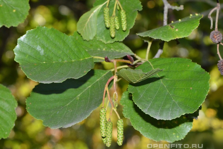 Alnus glutinosa (ольха европейская)