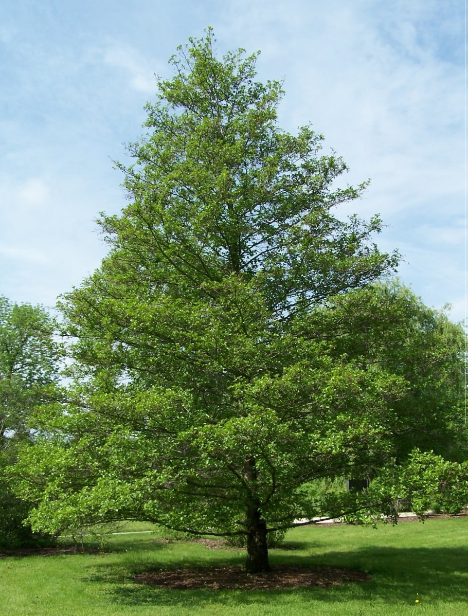 Ольха японская (Alnus japonica)