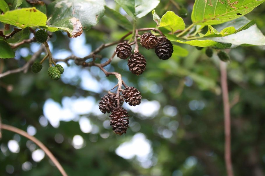 Ольха клейкая – Alnus glutinosa. Мужской и женский побег