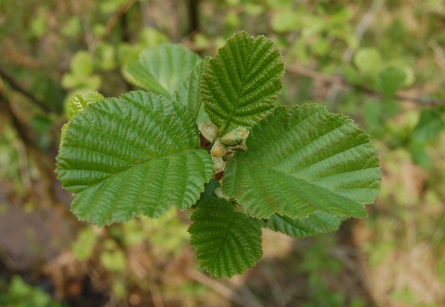 Alnus glutinosa (l.) Gaertn.