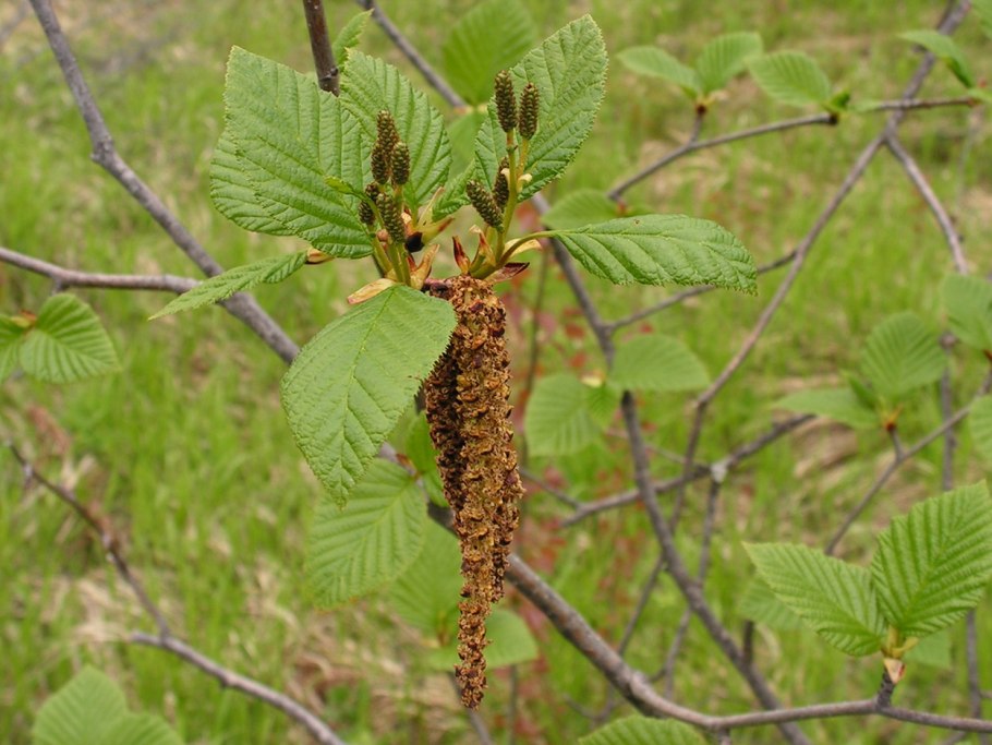 Alnus incana Aureomarginata